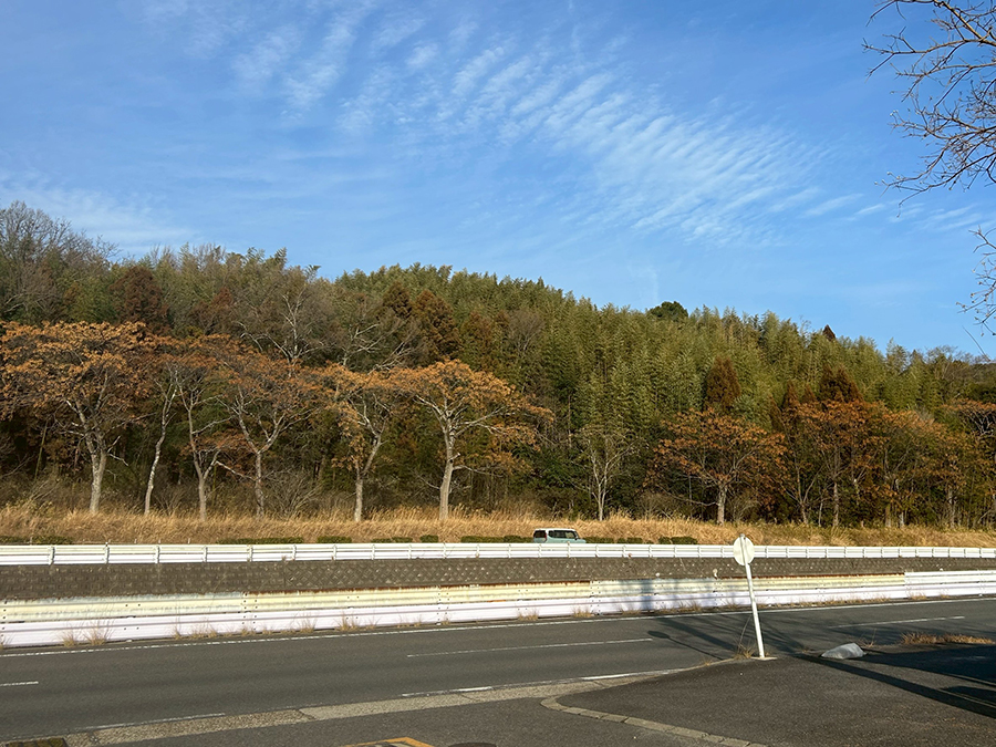 お店の向かいの森が美しい